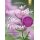 Aromatherapie für Frauen